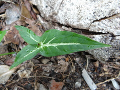 Syngonium wendlandii