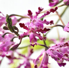 Myrmecophila tibicinis