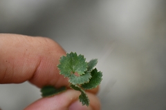 Androsace rotundifolia