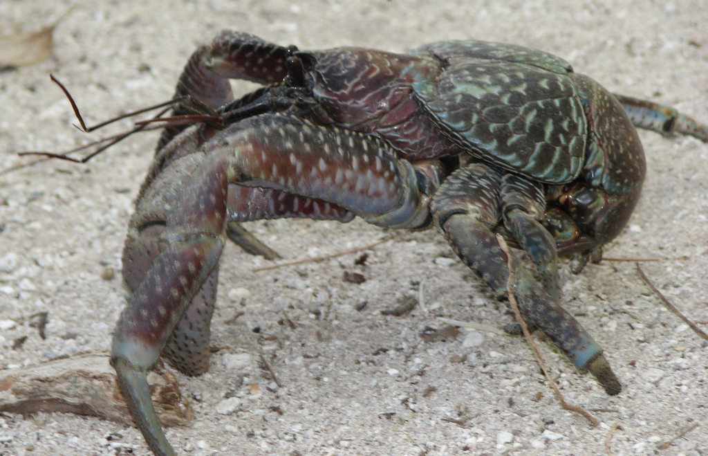 Coconut Crab in March 2007 by desertnaturalist · iNaturalist