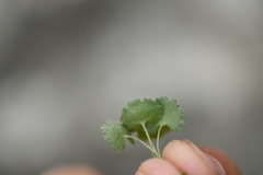 Androsace rotundifolia
