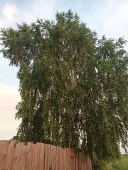Betula pendula