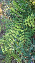 Erythrostemon gilliesii