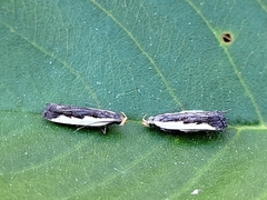 Dichomeris serrativittella