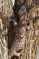 Heloderma horridum