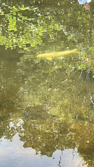 Cyprinus rubrofuscus