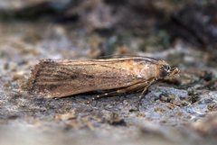Xanthocrambus delicatellus