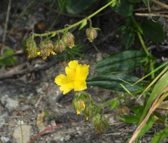 Helianthemum oelandicum