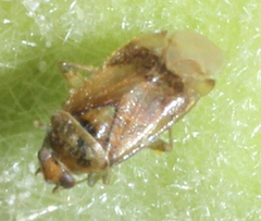 Pinalitus cervinus
