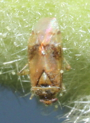 Pinalitus cervinus