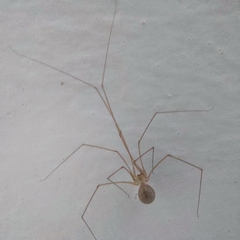 Micropholcus fauroti