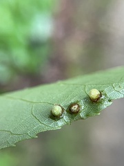 Caryomyia striolacrustum