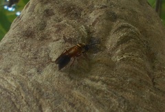 Polybia chrysothorax