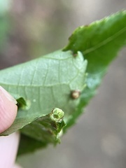 Caryomyia striolacrustum