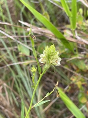 Ludwigia suffruticosa
