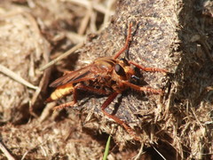 Asilus crabroniformis