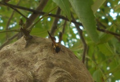 Polybia chrysothorax