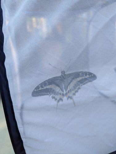 Natewa Swallowtail