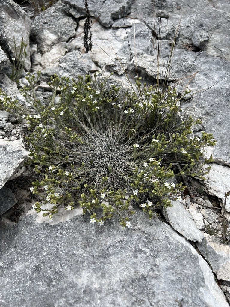 Antiphytum parryi