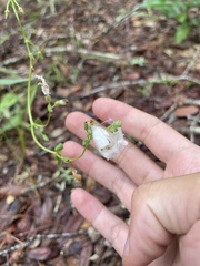 Penstemon multiflorus