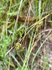 Carex hostiana