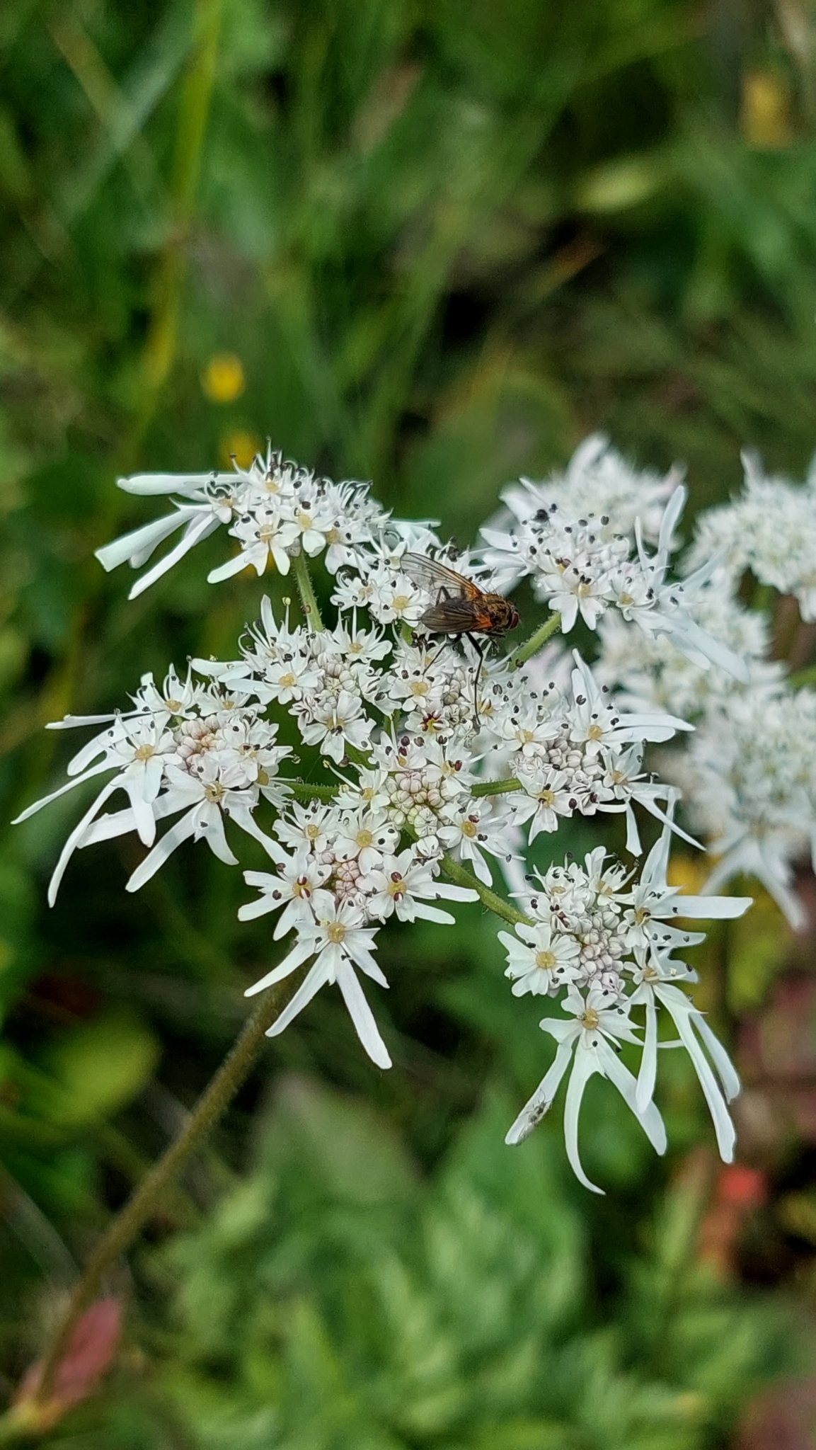 Heracleum apiifolium