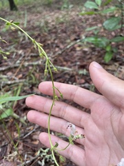 Penstemon multiflorus