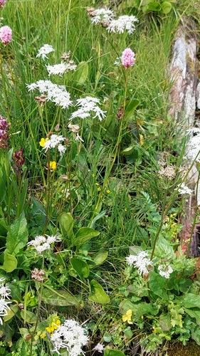 Image of Heracleum Apiifolium (Heracleum apiifolium) by (c) Алена Ручка, some rights reserved (CC BY)