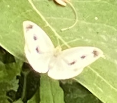 Pieris rapae
