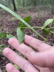 Penstemon multiflorus