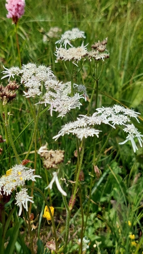 Image of Heracleum Apiifolium (Heracleum apiifolium) by (c) Алена Ручка, some rights reserved (CC BY)