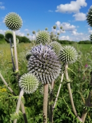 Echinops sphaerocephalus