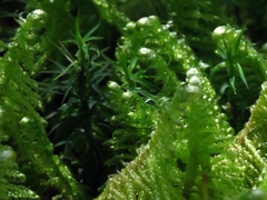 Polytrichum pallidisetum