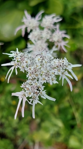 Image of Heracleum Apiifolium (Heracleum apiifolium) by (c) Алена Ручка, some rights reserved (CC BY)