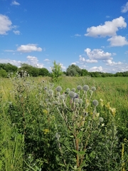 Echinops sphaerocephalus