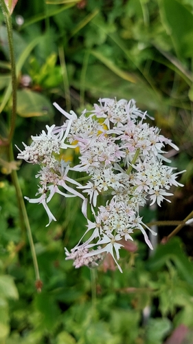 Image of Heracleum Apiifolium (Heracleum apiifolium) by (c) Алена Ручка, some rights reserved (CC BY)