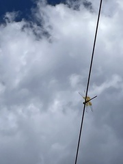 Libellula saturata