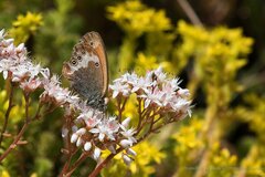 Coenonympha arcania