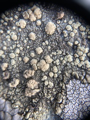 Lecanora polytropa