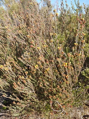 Stylapterus fruticulosus