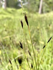 Schoenus ferrugineus