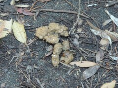 Vulpes vulpes crucigera