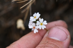 Androsace rotundifolia