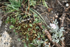 Androsace rotundifolia