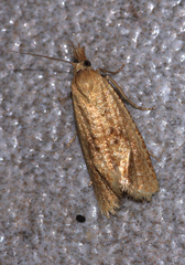 Cochylimorpha meridiana