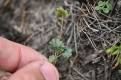Androsace rotundifolia