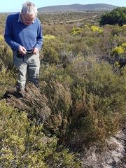 Stylapterus fruticulosus