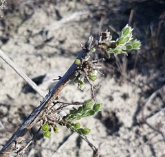 Amphithalea ericifolia erecta