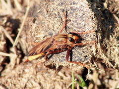 Asilus crabroniformis