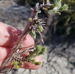 Amphithalea ericifolia erecta